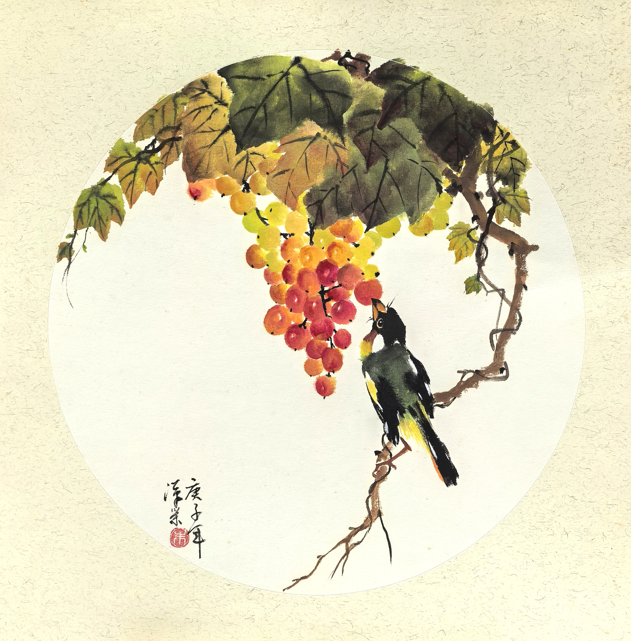 Autumn Red Grapes in Full Harvest 秋红葡萄果实满